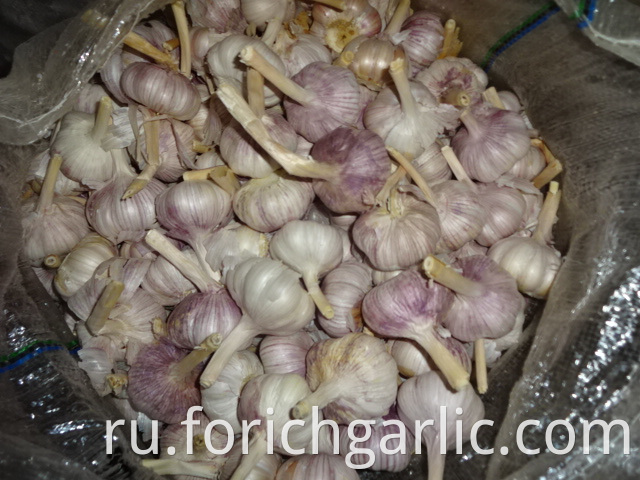 Regular White Garlic